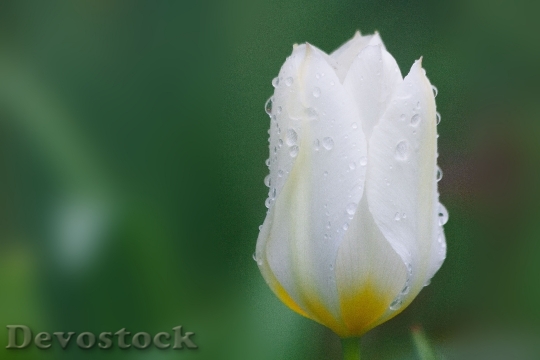 Devostock Tulip Lily Family Nature 1