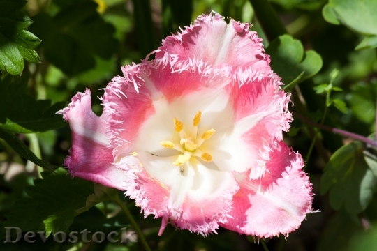 Devostock Tulip Lily Family Nature