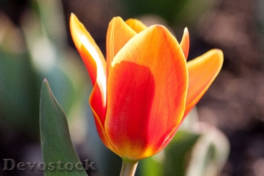 Devostock Tulip Lily Nature Flowers 0