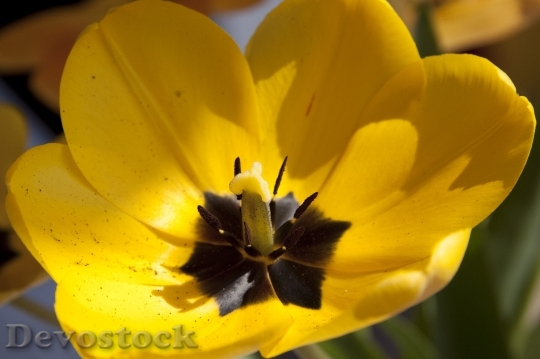 Devostock Tulip Lily Nature Flowers 1