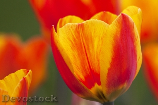 Devostock Tulip Lily Nature Flowers 3