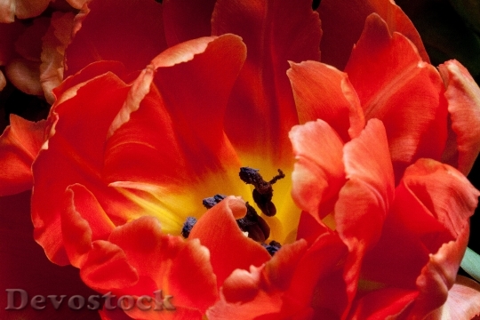 Devostock Tulip Lily Spring Nature 0