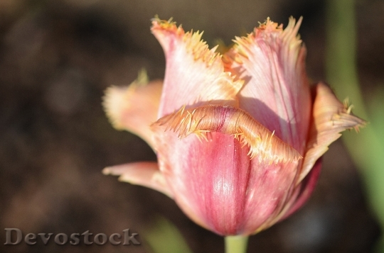 Devostock Tulip Lily Spring Nature 12