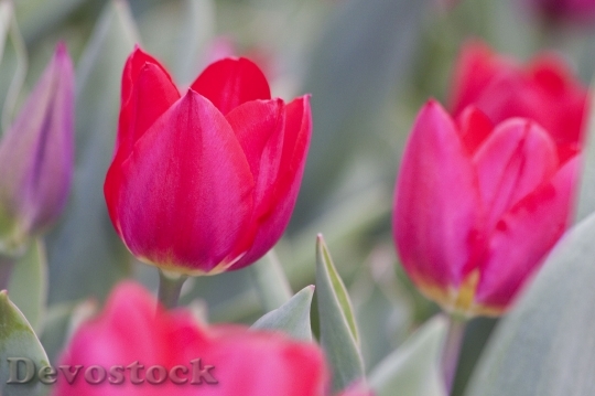 Devostock Tulip Lily Spring Nature 14