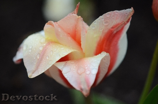Devostock Tulip Lily Spring Nature 20