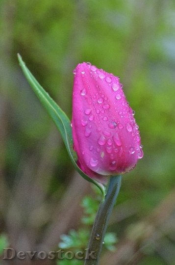 Devostock Tulip Lily Spring Nature 23