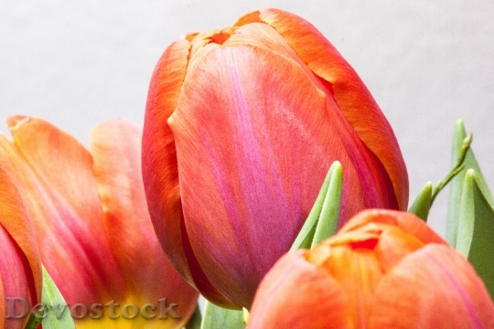 Devostock Tulip Lily Spring Nature 28