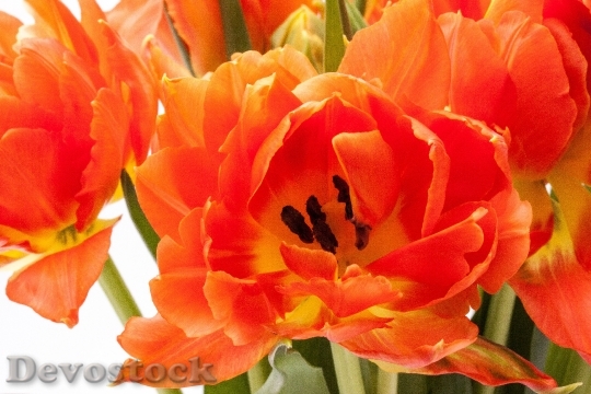 Devostock Tulip Lily Spring Nature 3