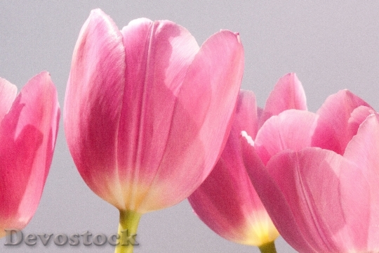 Devostock Tulip Lily Spring Nature 5