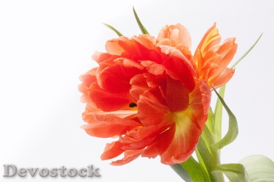 Devostock Tulip Lily Spring Nature