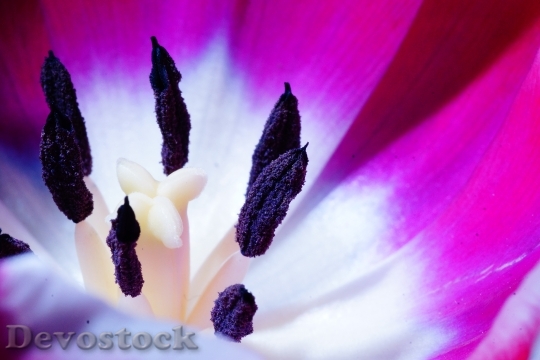 Devostock Tulip Macro Blossom Bloom