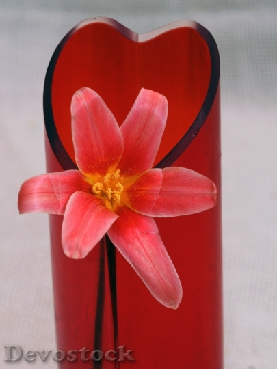 Devostock Tulip Macro Flower Vase