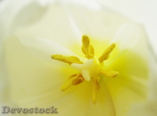 Devostock Tulip Macro Light Blossom