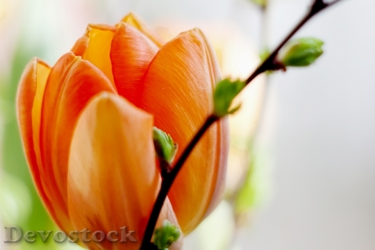 Devostock Tulip Macro Orange Blossom 0