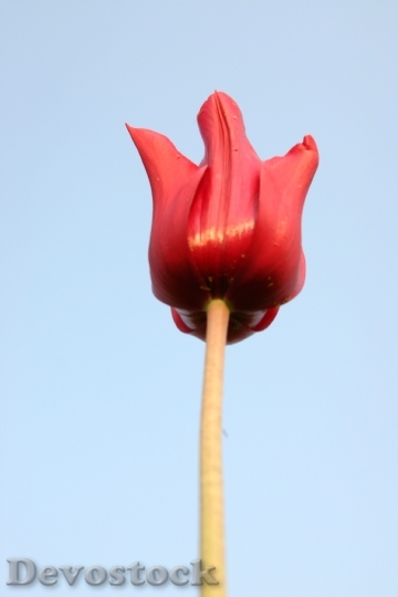Devostock Tulip Macro Power Flower