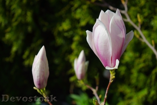 Devostock Tulip Magnolia Flowers Light