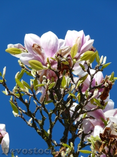 Devostock Tulip Magnolia Tree Bush 1