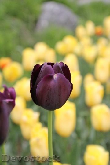 Devostock Tulip Maroon Tulip Flower