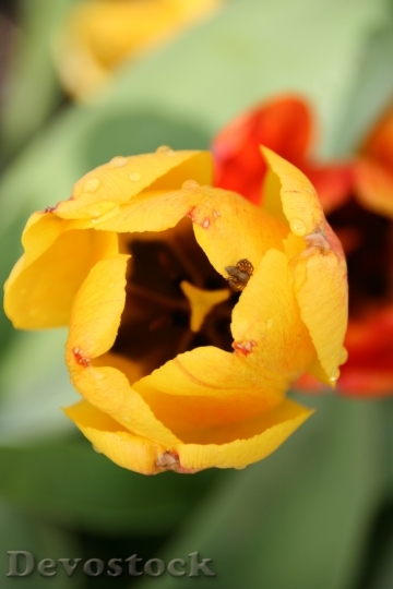 Devostock Tulip Morgentau Beaded Close