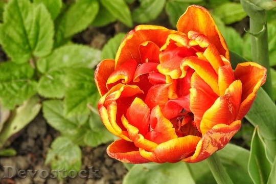 Devostock Tulip Multi Coloured Spring