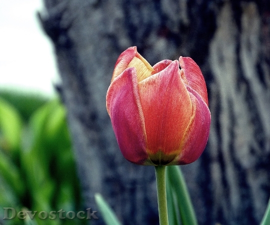 Devostock Tulip Nature Spring Flower 0