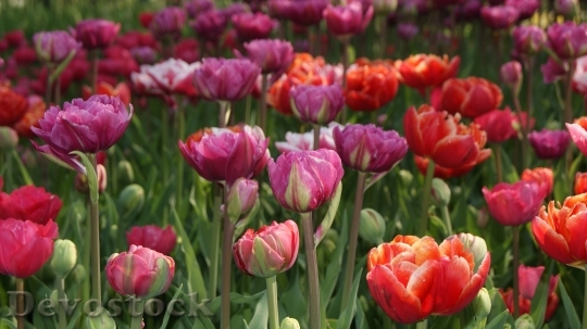 Devostock Tulip Nature Spring Flower