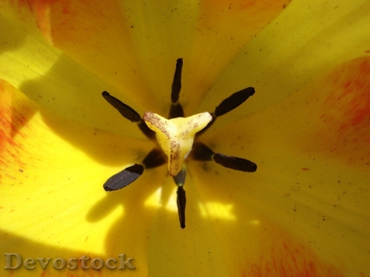 Devostock Tulip Nature Wildflower Flower