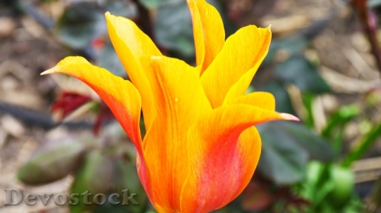 Devostock Tulip Noble Tulip Flower