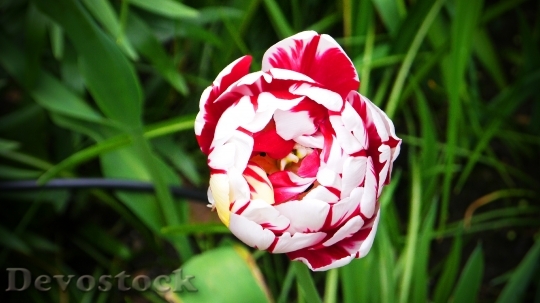 Devostock Tulip Noble Tulip Red