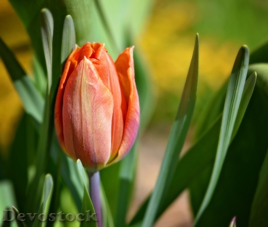 Devostock Tulip Orange Blossom Bloom