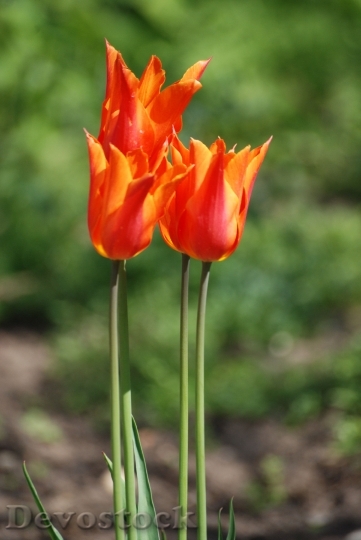 Devostock Tulip Orange Flower Petal