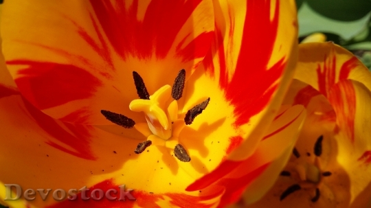 Devostock Tulip Orange Red Yellow