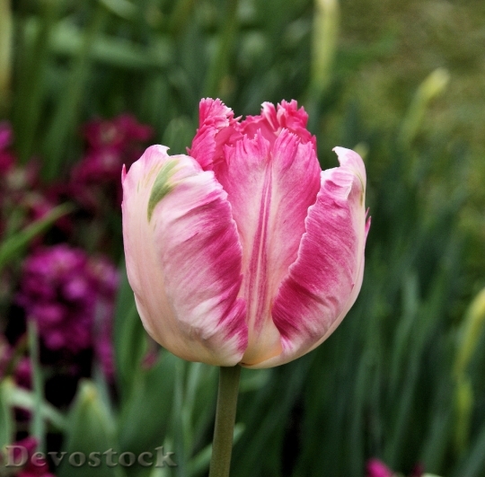 Devostock Tulip Parrot Tulip Flower