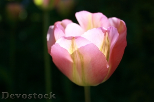 Devostock Tulip Petals Pink Green 0