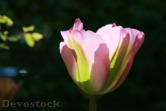 Devostock Tulip Petals Pink Green 2