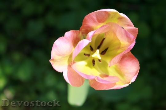 Devostock Tulip Petals Pink Green