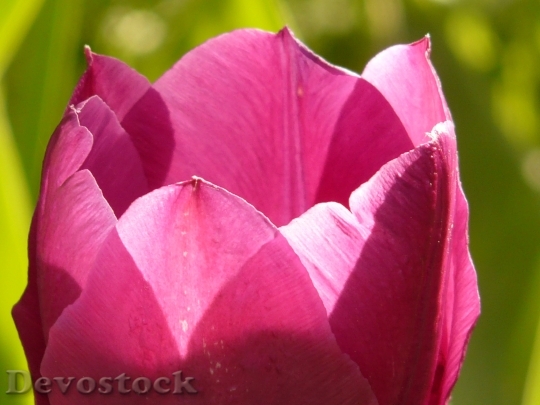 Devostock Tulip Pink Back Light 2