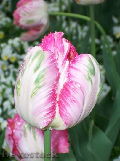 Devostock Tulip Pink Close Spring