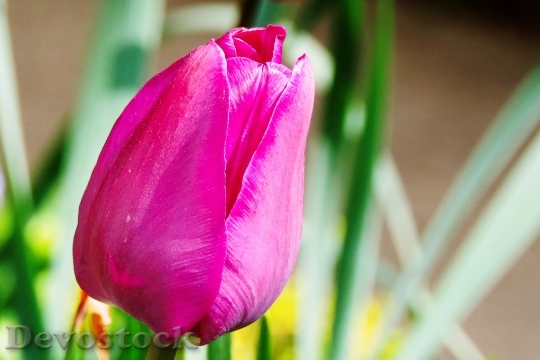Devostock Tulip Pink Flower Blossom 0