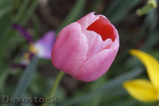 Devostock Tulip Pink Schnittblume Garden