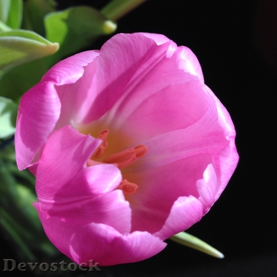 Devostock Tulip Pink Spring Flower 0