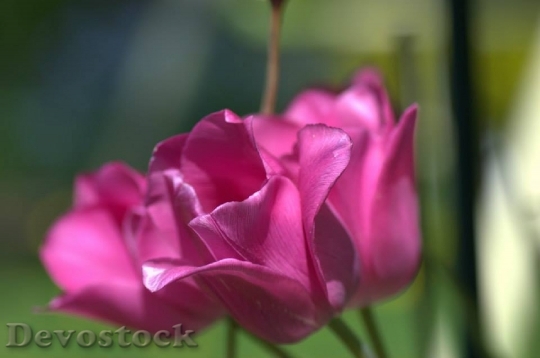 Devostock Tulip Pink Spring Flower