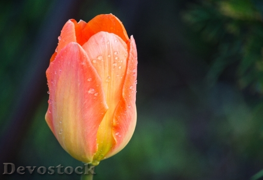 Devostock Tulip Pink Spring Nature