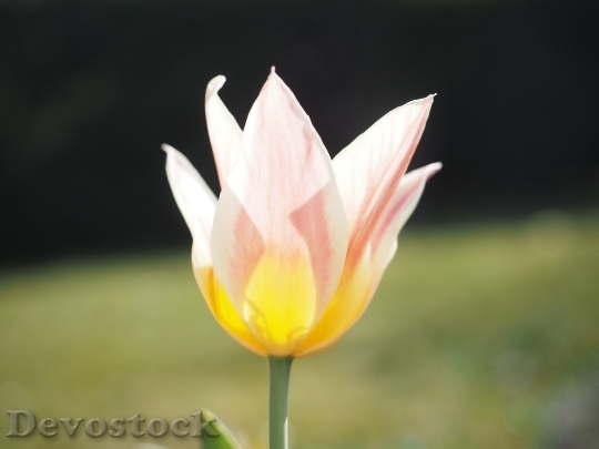 Devostock Tulip Pink White Yellow