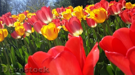 Devostock Tulip Pink Yellow Spring