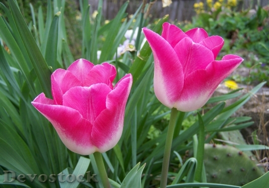 Devostock Tulip Pinkish White Flower