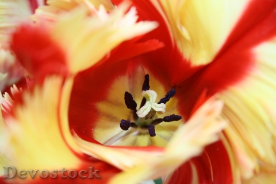 Devostock Tulip Pistil Calyx Close