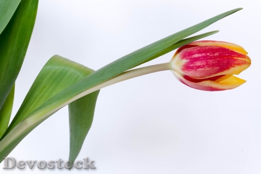 Devostock Tulip Plant Growing Flower