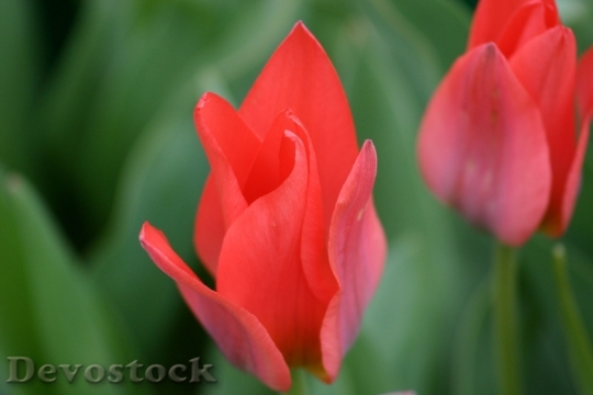 Devostock Tulip Plant Nature Red