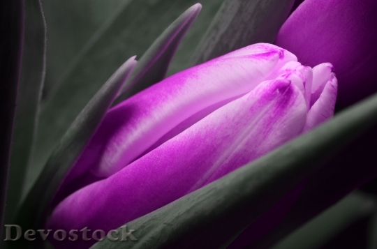 Devostock Tulip Purple Flower 123795